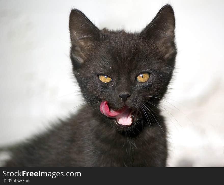 Little black 8-weeks-old half Maine Coon cat after meal. Little black 8-weeks-old half Maine Coon cat after meal