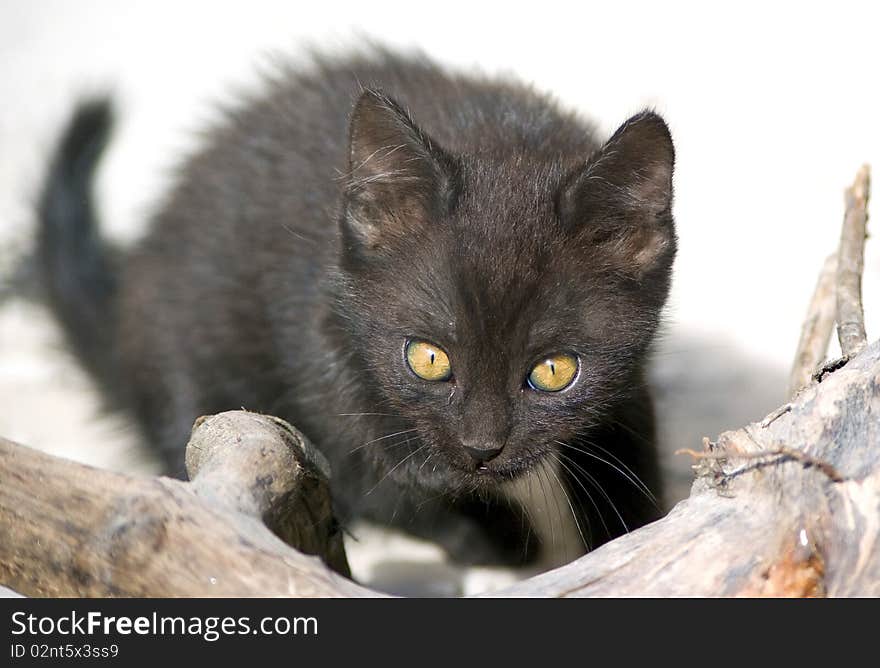 Little black 8-weeks-old cat looking for his toy. Little black 8-weeks-old cat looking for his toy