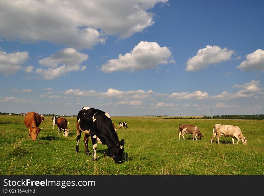 Cows on a summer meadow in a rural landscape under white clouds. Cows on a summer meadow in a rural landscape under white clouds.