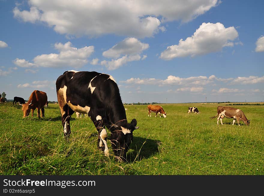 Cows on a summer meadow.