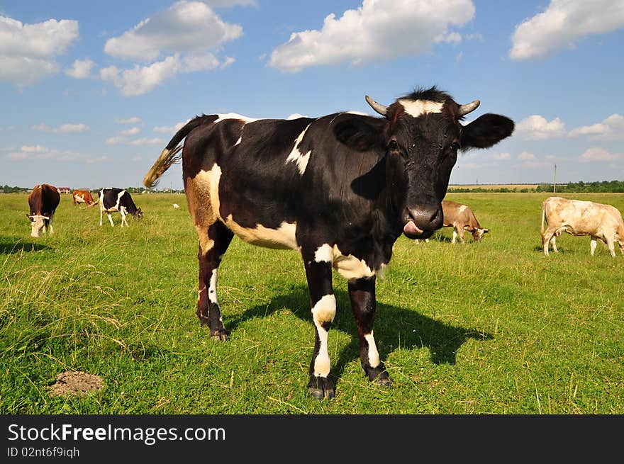 Cows on a summer meadow in a rural landscape under white clouds. Cows on a summer meadow in a rural landscape under white clouds.