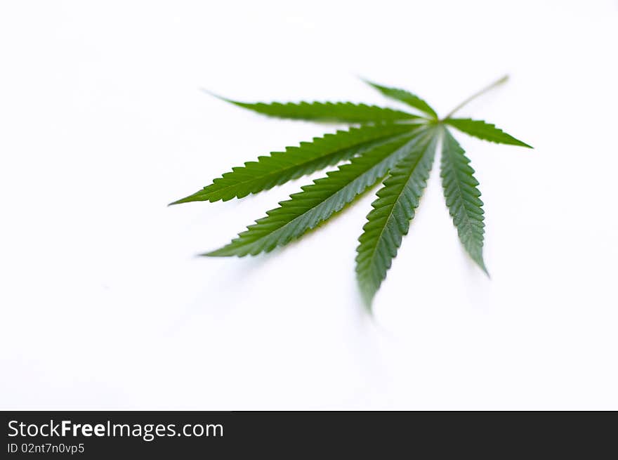 Cannabis plant for alternative medicine