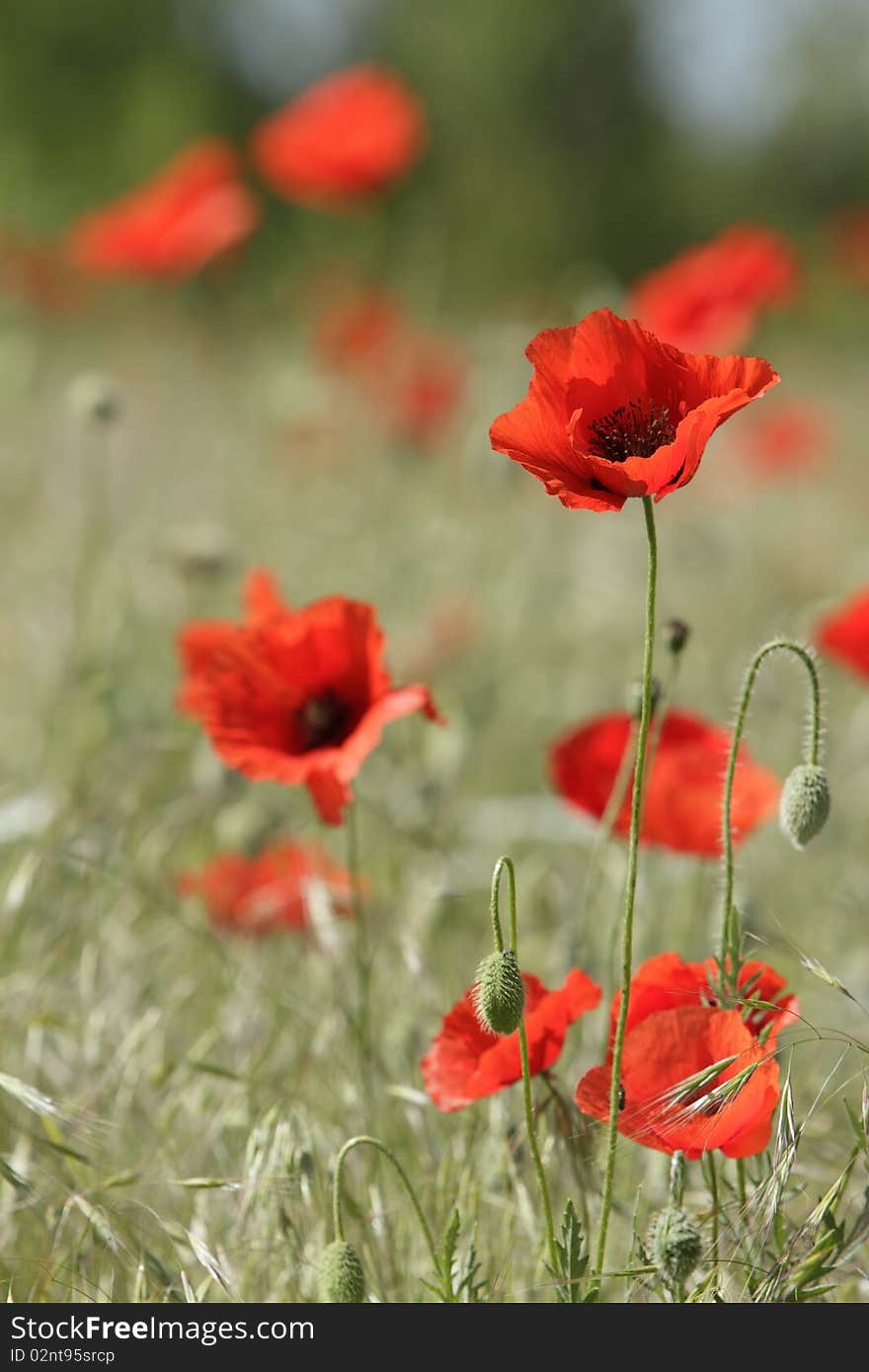 Red poppies on the field