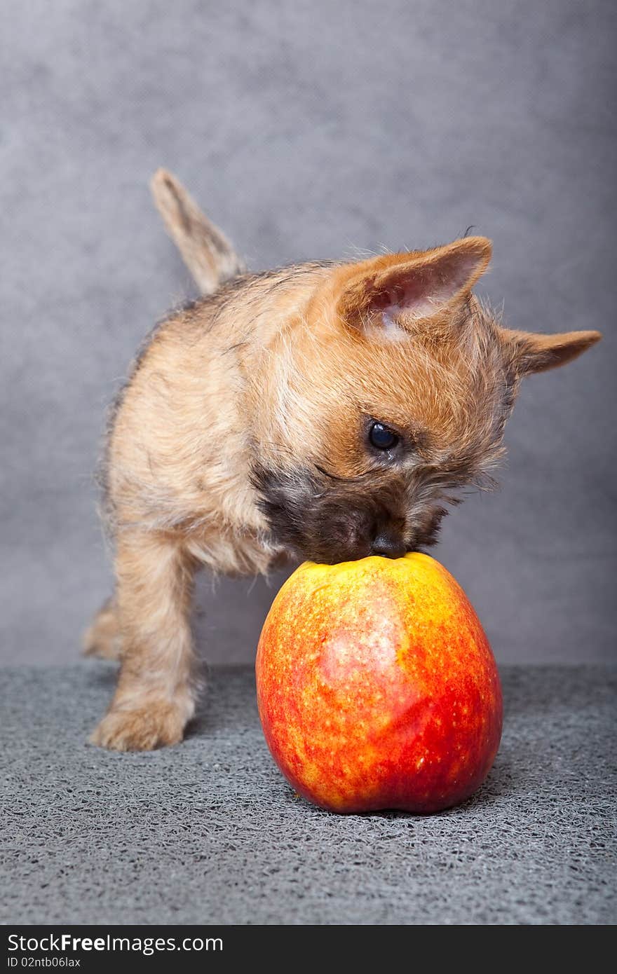 Cairn-terrier puppy studio portrait.