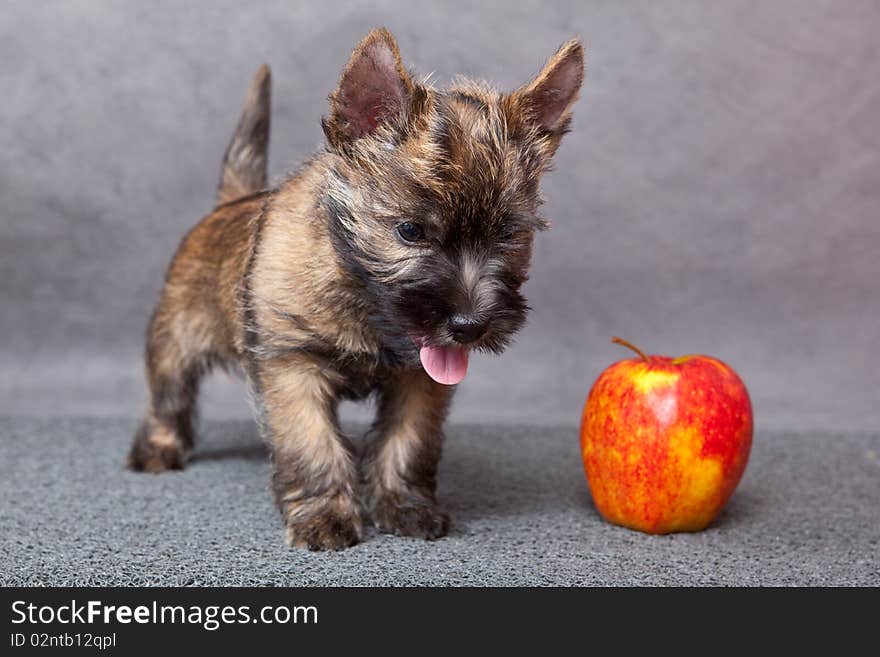 Cairn-terrier puppy studio portrait.