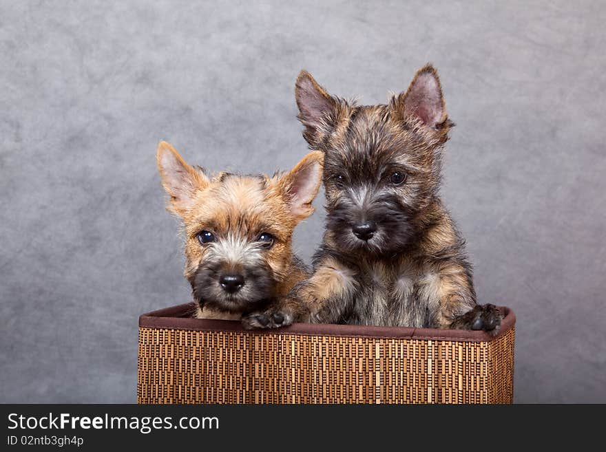 Cairn-terrier puppy studio portrait.