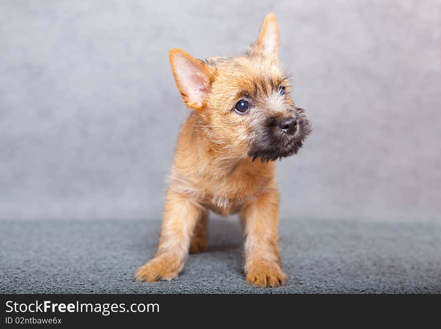 Cairn-terrier puppy studio portrait.