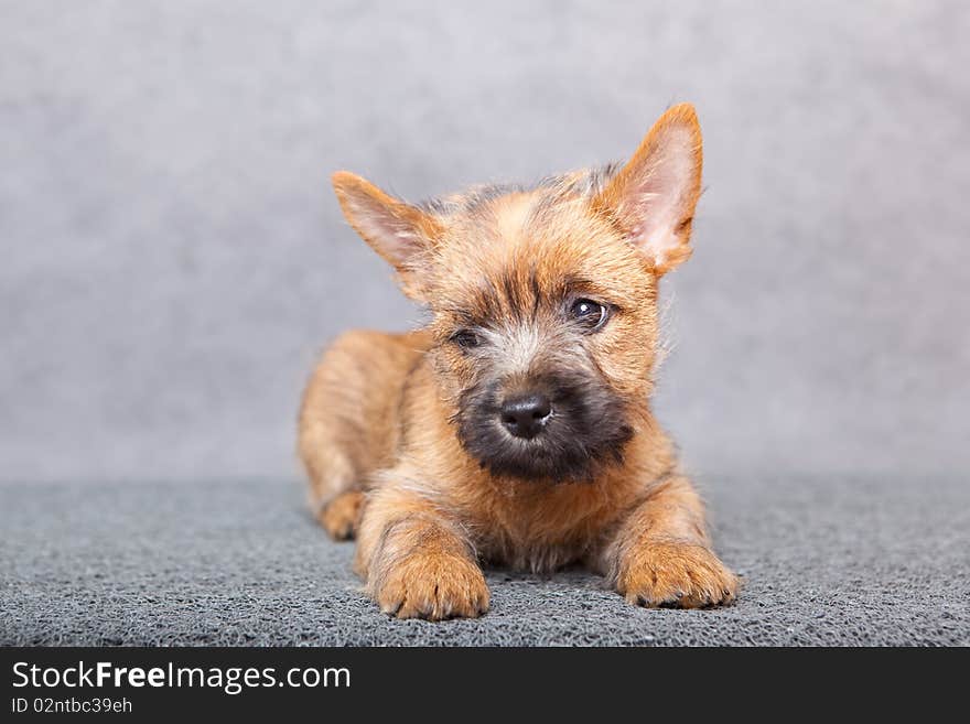 Cairn-terrier puppy studio portrait.