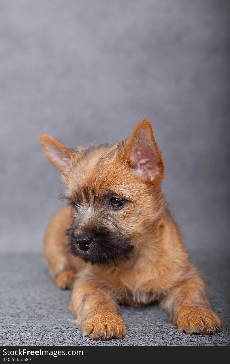 Cairn-terrier puppy studio portrait.