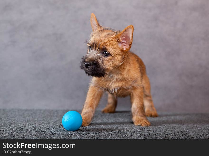 Cairn-terrier puppy studio portrait.