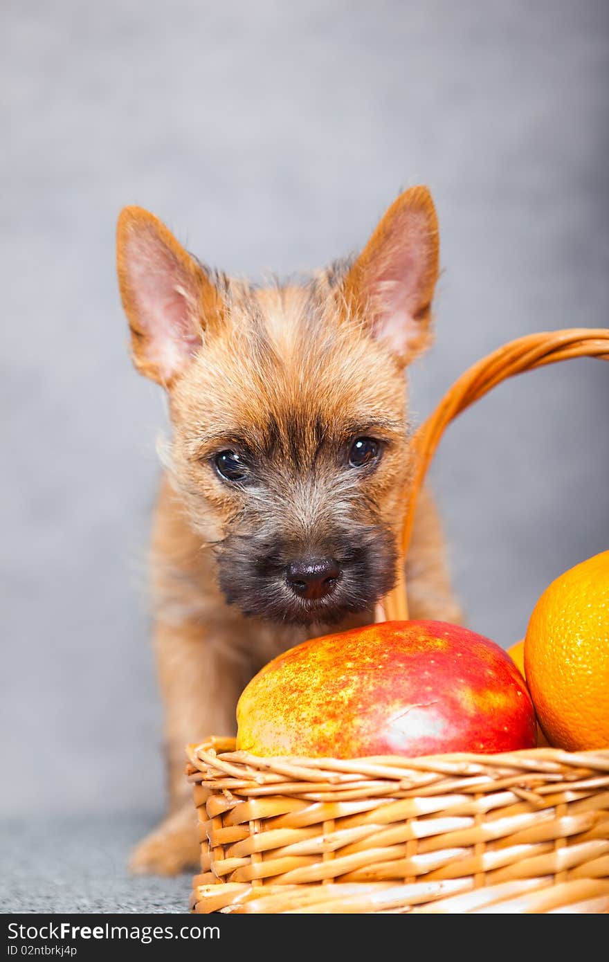 Cairn-terrier puppy studio portrait.