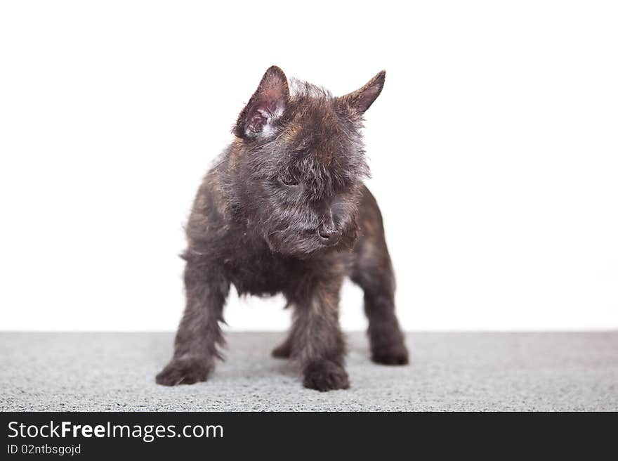 Cairn-terrier puppy studio portrait.