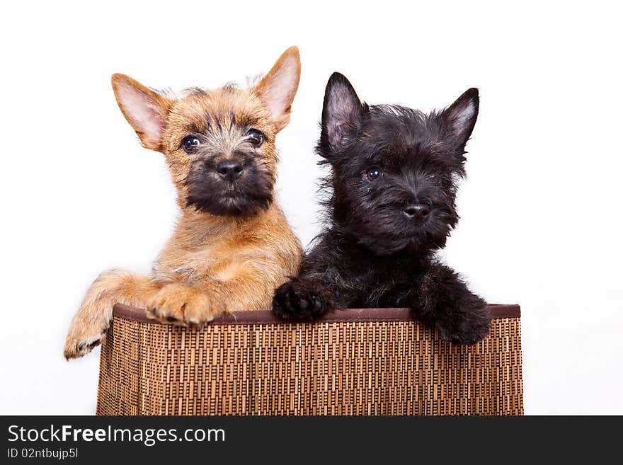 Little cairn-terrier puppy studio portrait. Little cairn-terrier puppy studio portrait.