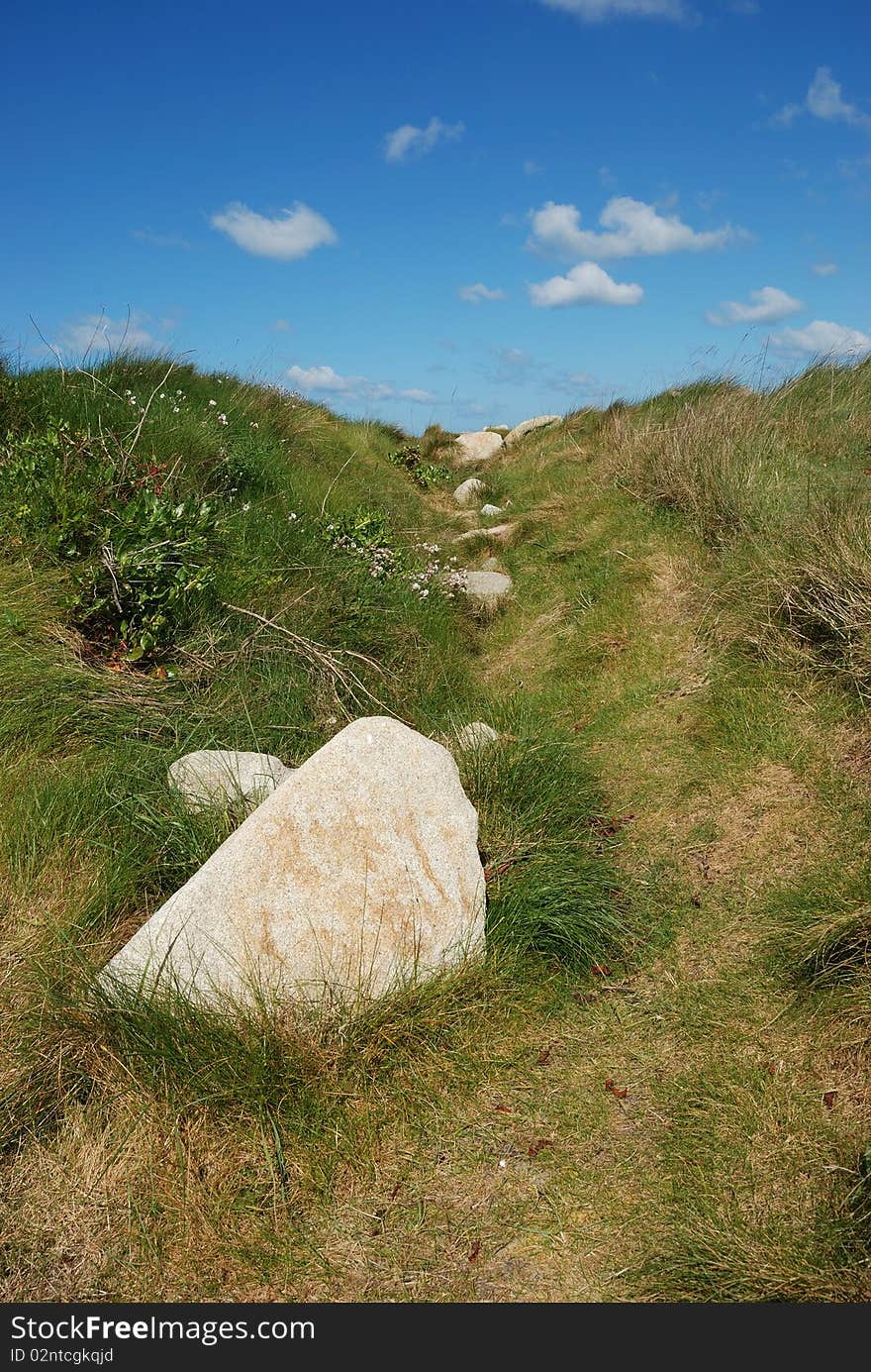 Dune with flowers and marram grass. Dune with flowers and marram grass