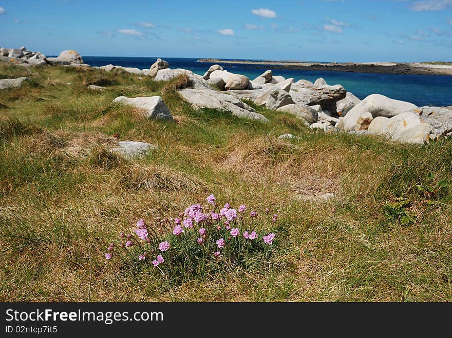 Armeria maritima pink sea growing on a dune