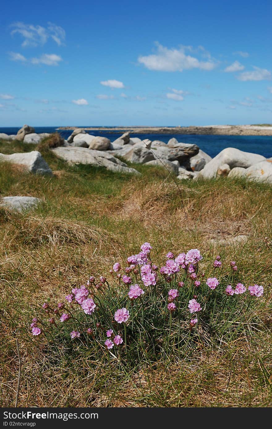 Armeria maritima pink sea growing on a dune