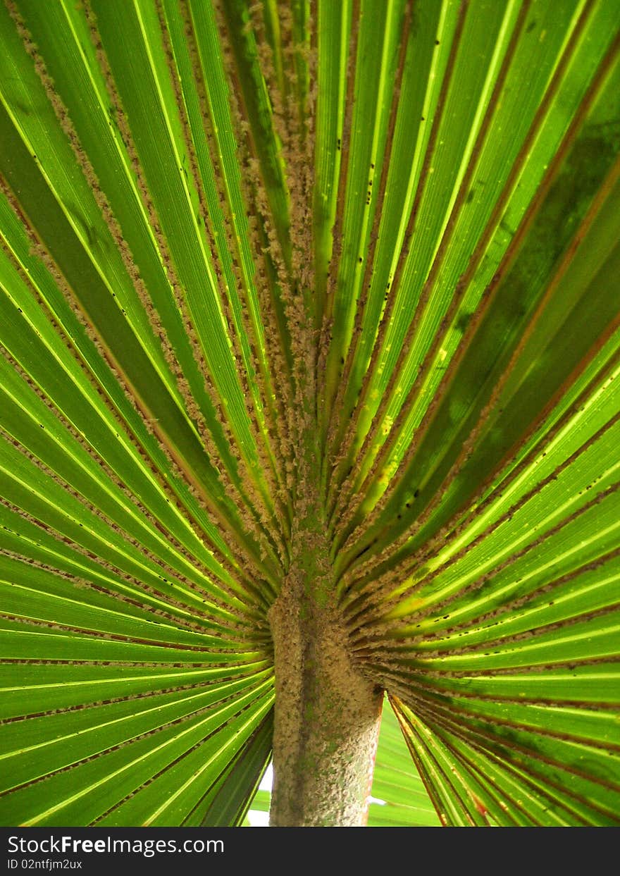 A palm leaf in botanic garden in Berlin