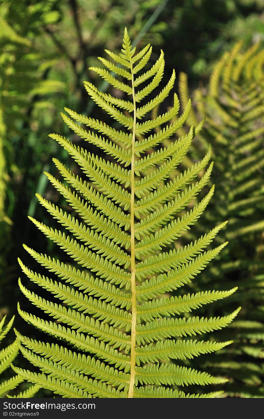 Close up of green fern leaves at sunset. Close up of green fern leaves at sunset