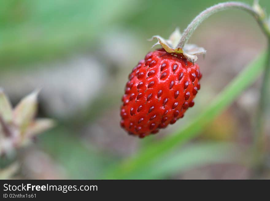 One strawberry hanging on twig on green background. One strawberry hanging on twig on green background