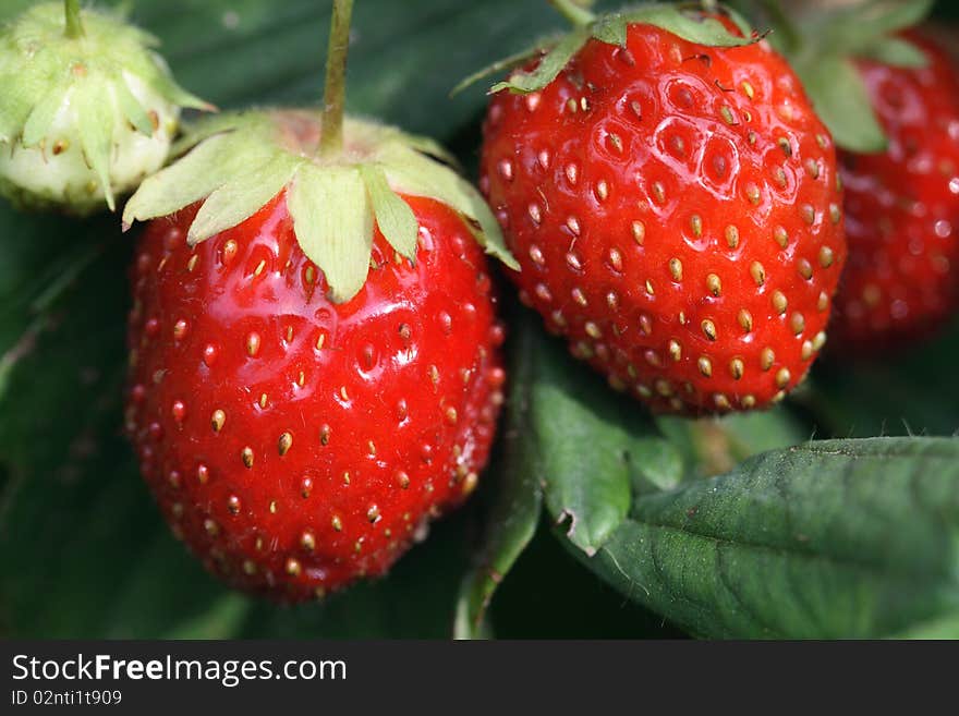 Strawberries