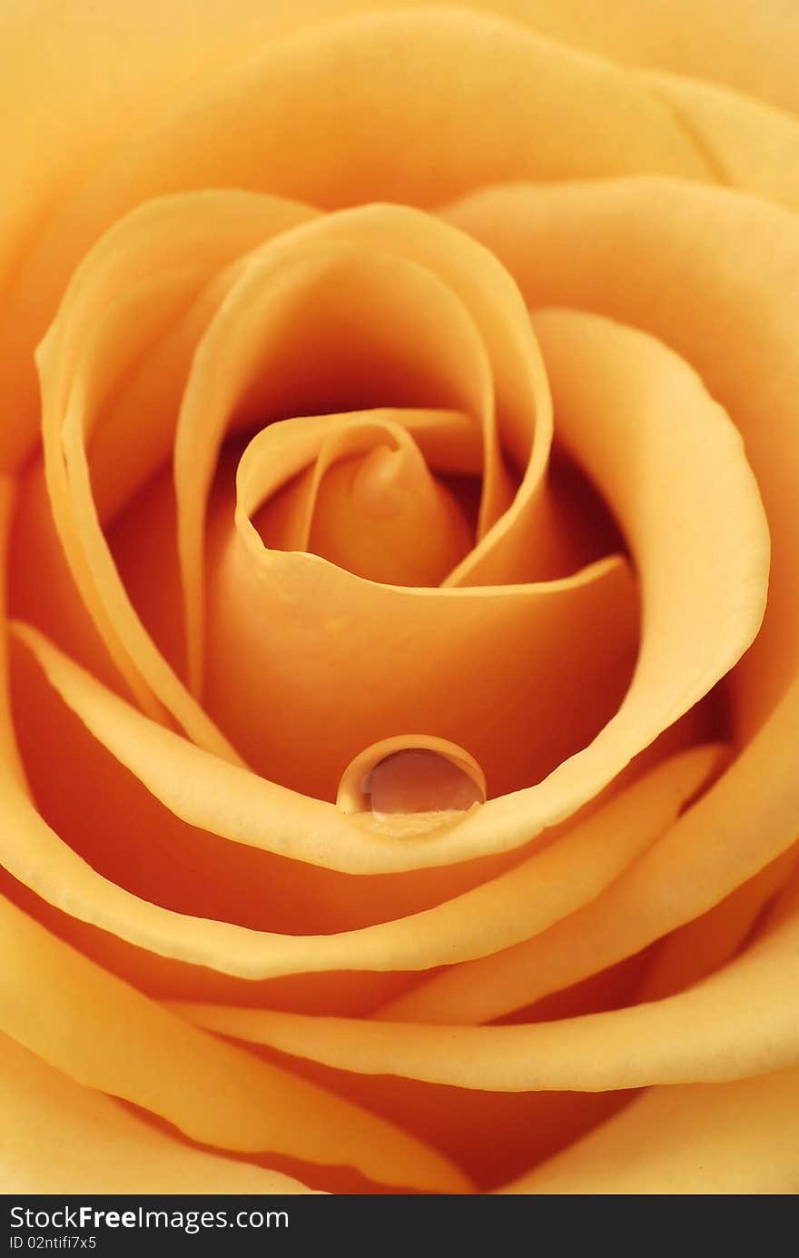 Full-blown inside of the orange rose. Full-blown inside of the orange rose