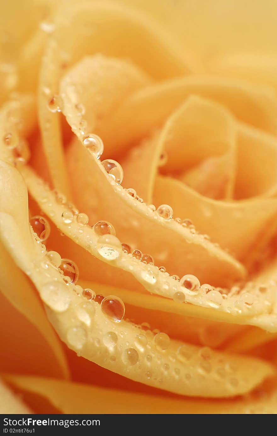 Full-blown inside of the orange rose with drops of water. Full-blown inside of the orange rose with drops of water