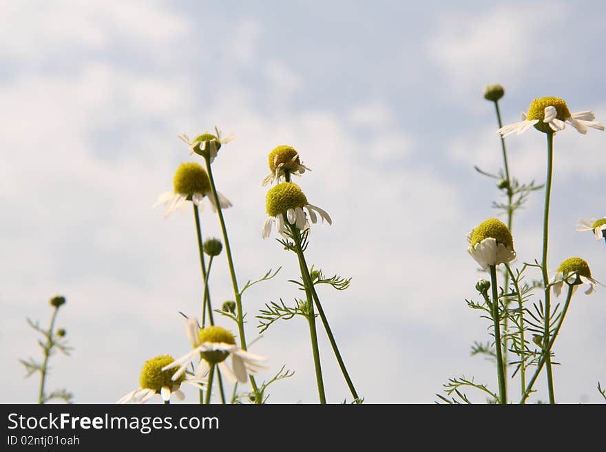 Camomile plant