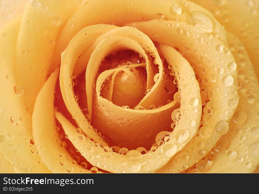 Full-blown inside of the orange rose with drops of water. Full-blown inside of the orange rose with drops of water