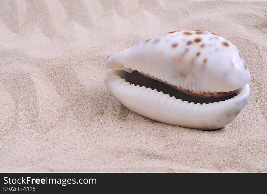 Sea shell on bright white sand.