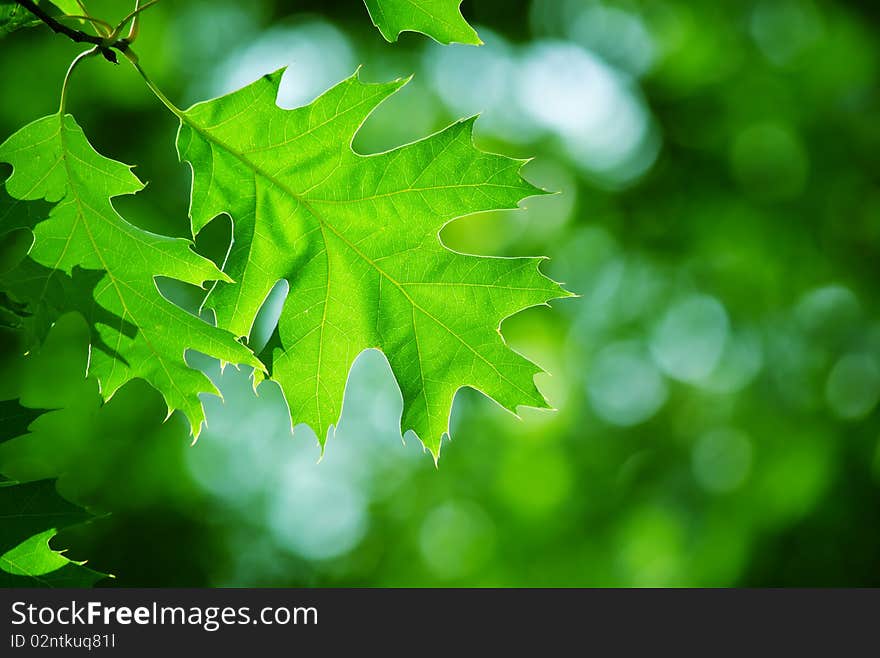 Green leaves in city park in the spring afternoon