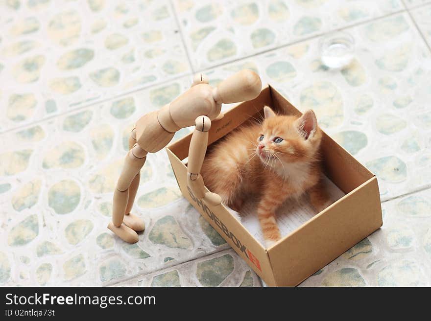 Lovely Kitty is curious with puppet