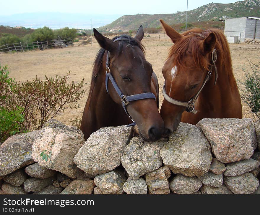 Italy,Gallura , Notrh Sardinia, breeding of race horse,portrait. Italy,Gallura , Notrh Sardinia, breeding of race horse,portrait