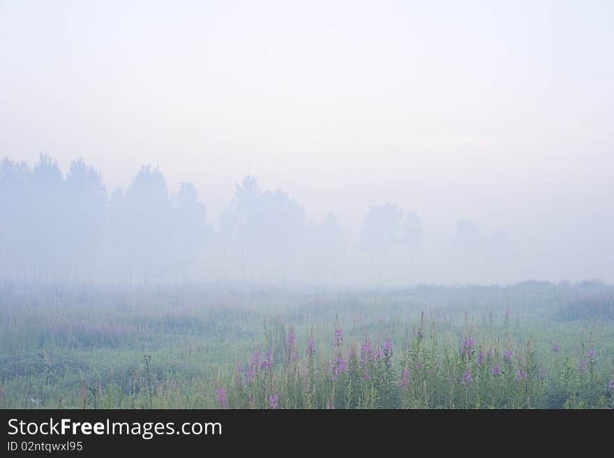 Morning fog of over the meadow and trees