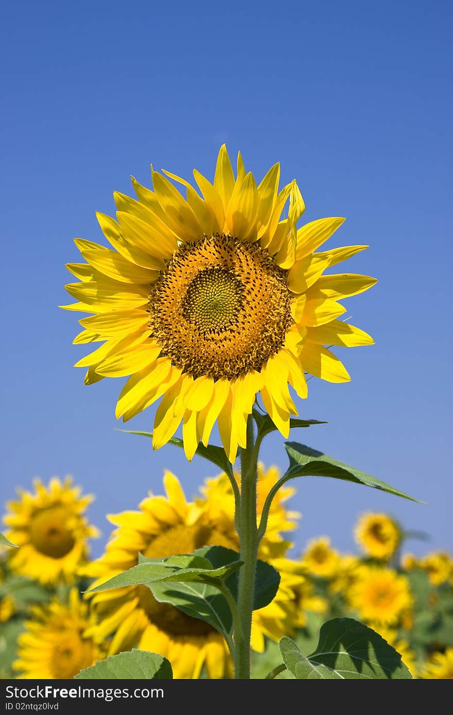 Sunflowers against blue sky