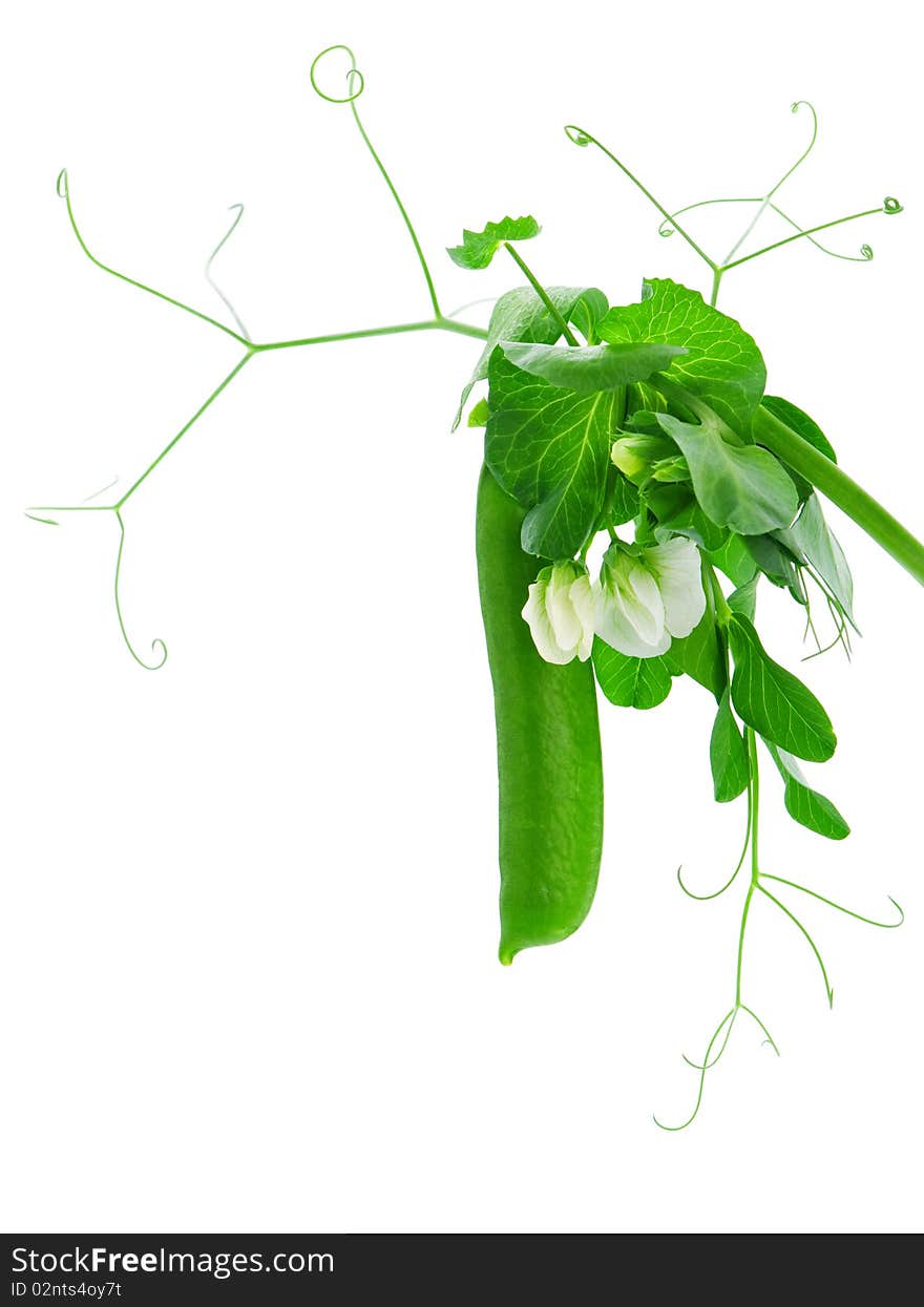 Fresh green pea pod isolated on white background