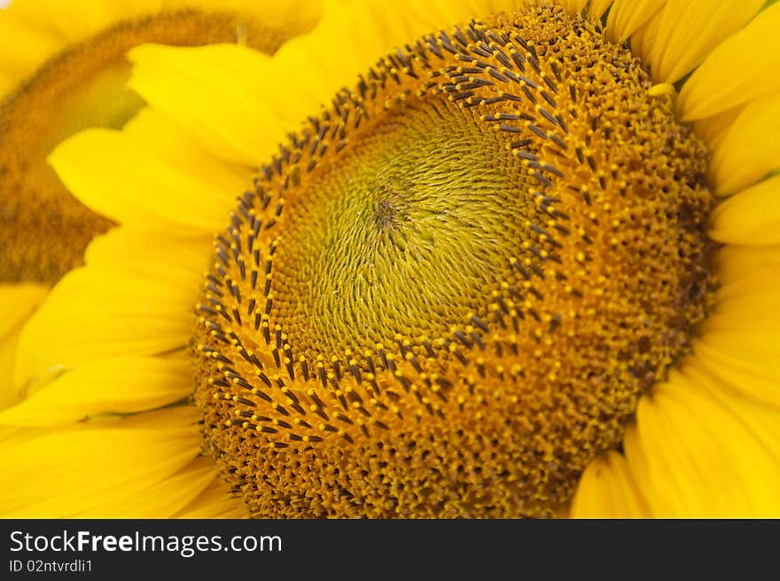 Sunflower flower