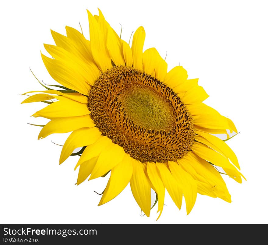 Sunflower flower