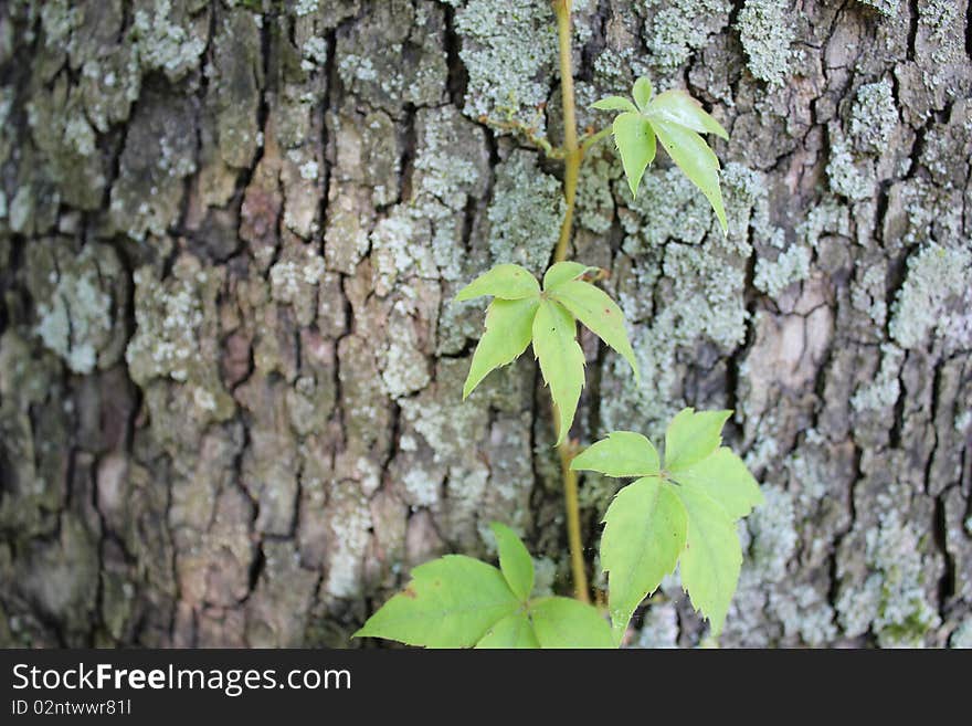 Vine on tree