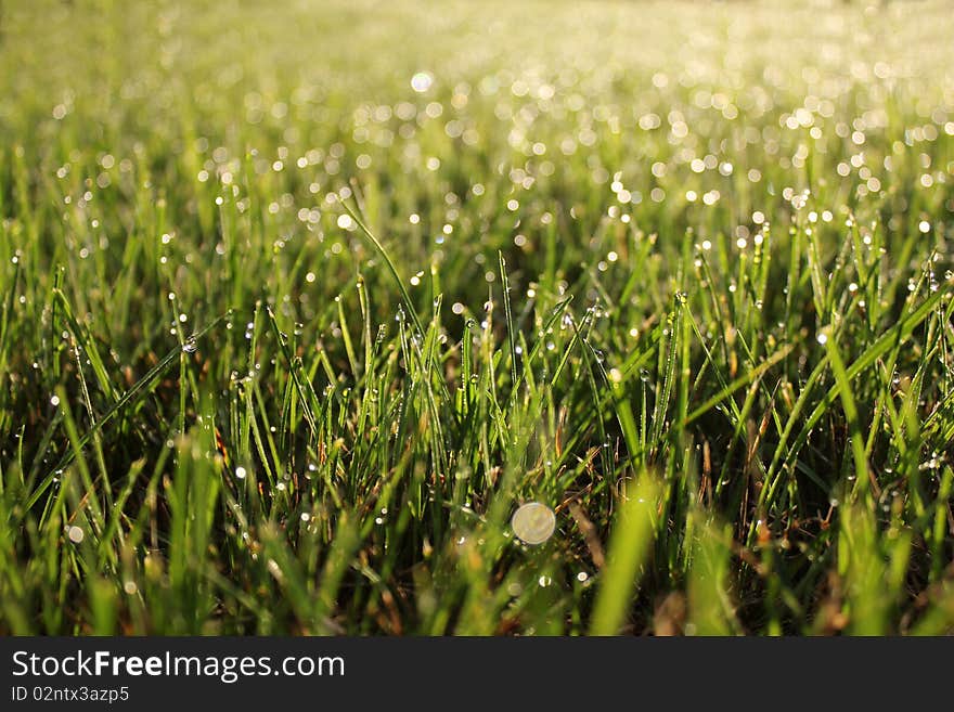 Macro photo of water droplets on grass. Macro photo of water droplets on grass