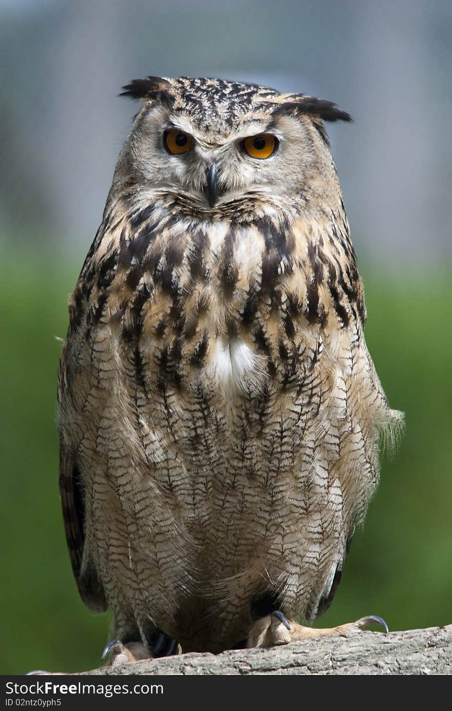 European eagle owl