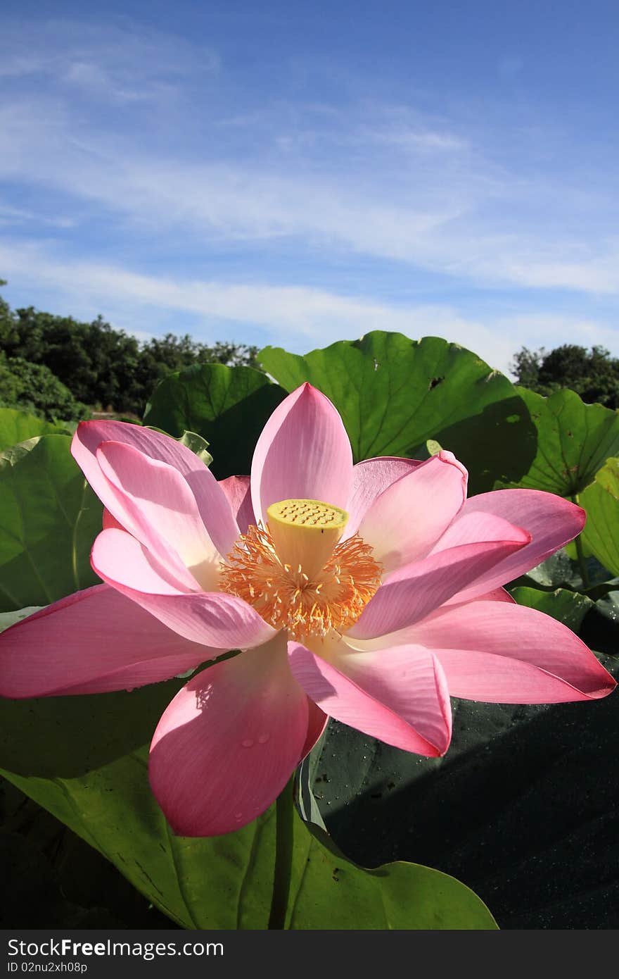 A pink lotus under blue sky in the garden.