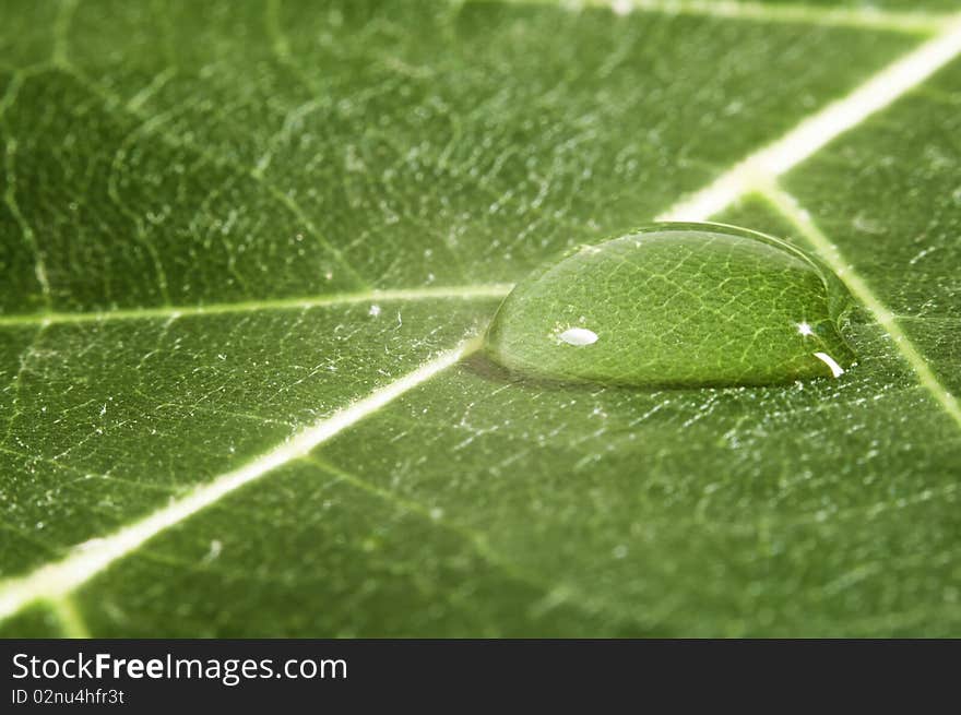 This image shows the detail of a banana leaf, a drop of water looming