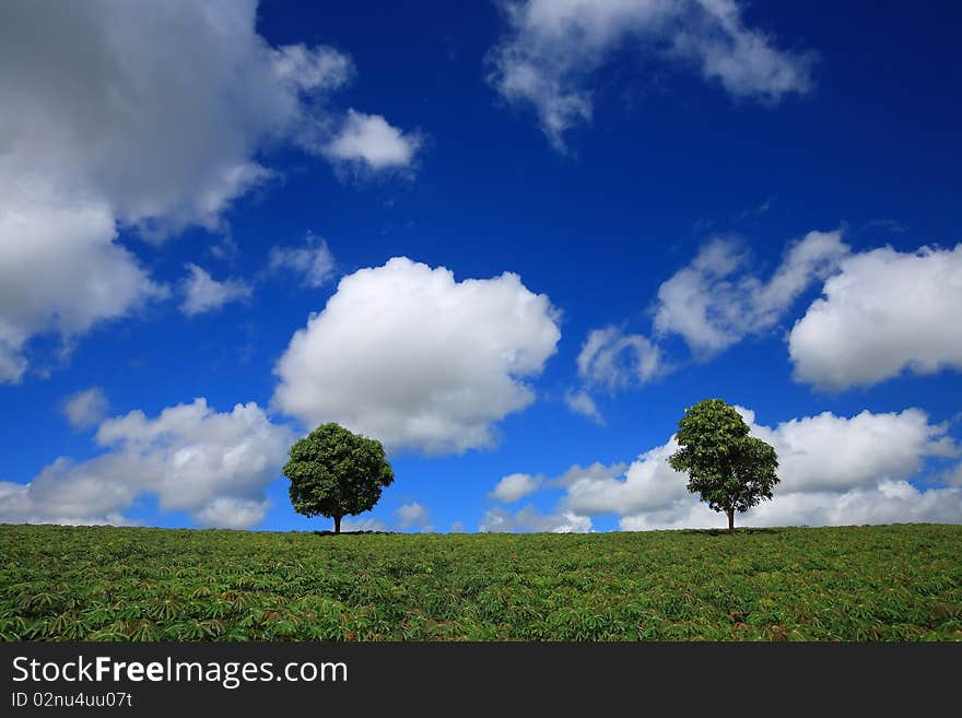 Green fields, the blue sky and trees