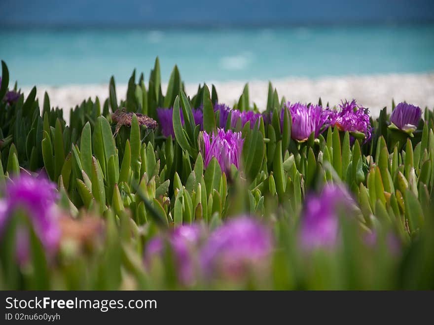 Flowers in front of the beach, which invites to relax. Flowers in front of the beach, which invites to relax