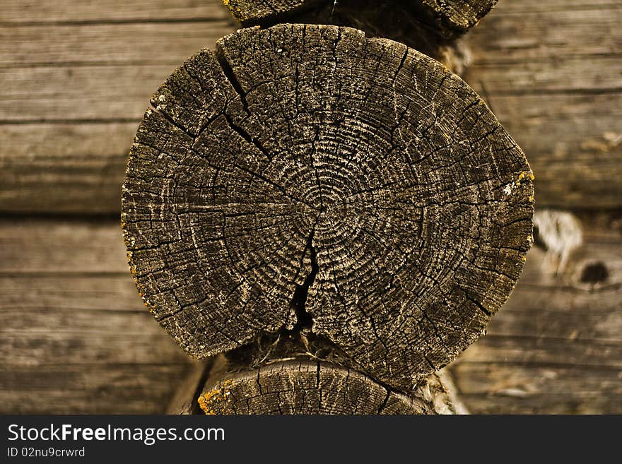 Wooden surface of a board. Old Tree Stump.