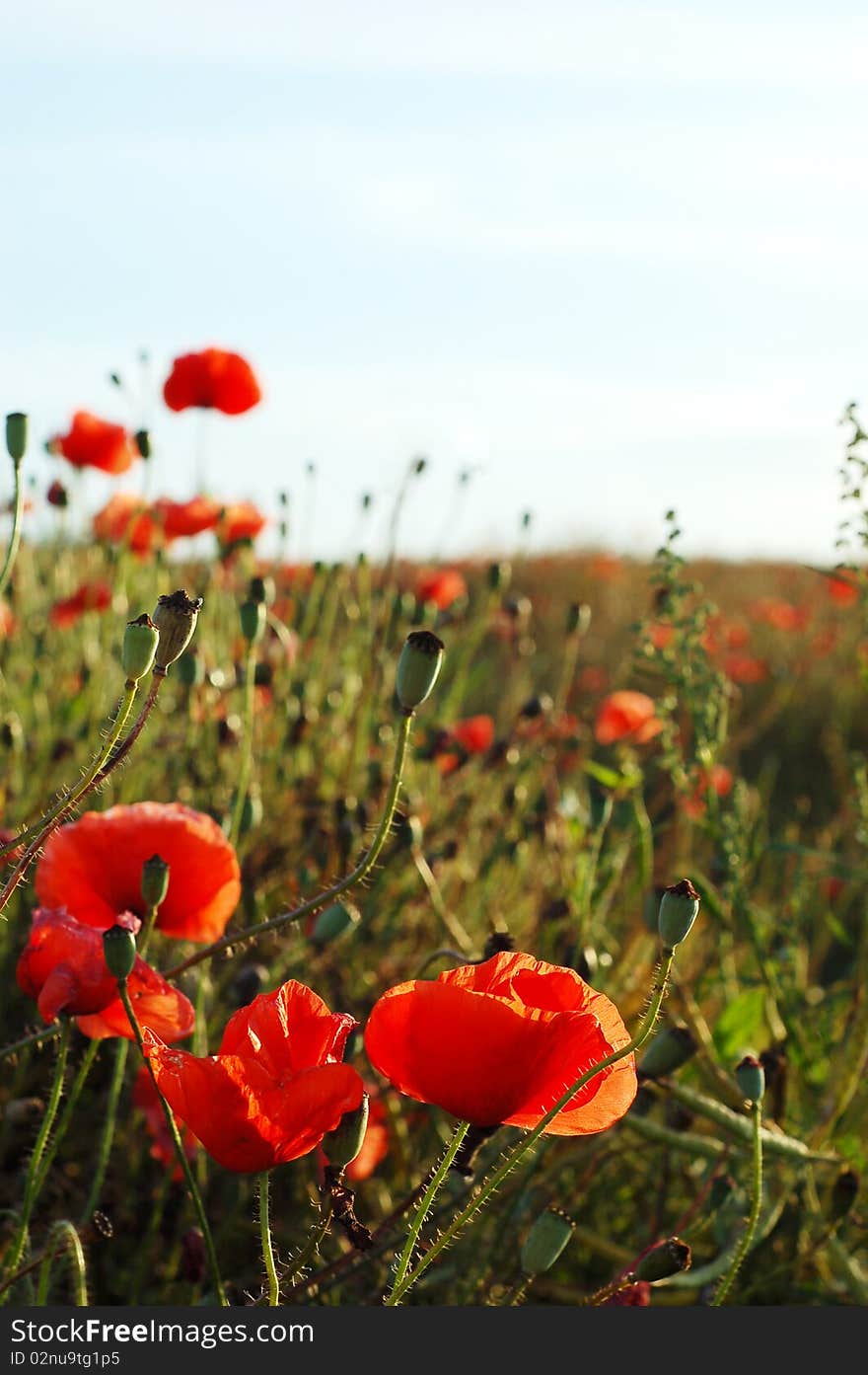 Poppies on field