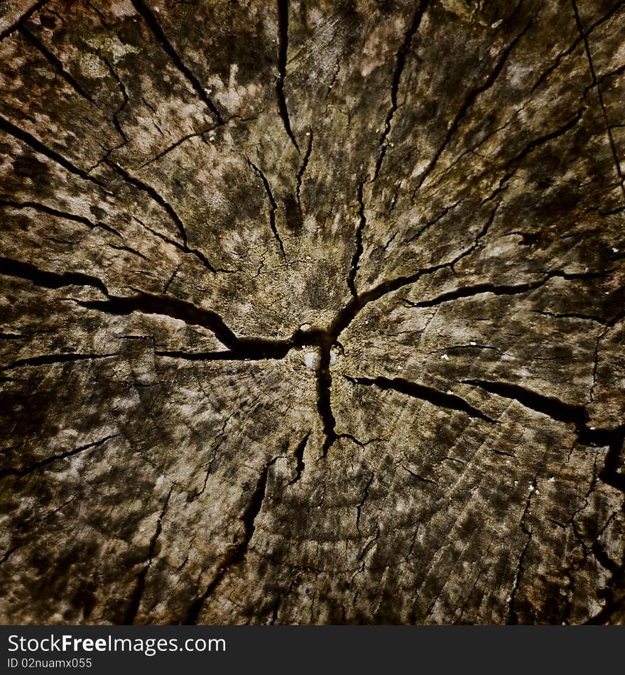 Wooden surface of a board. Old Tree Stump.