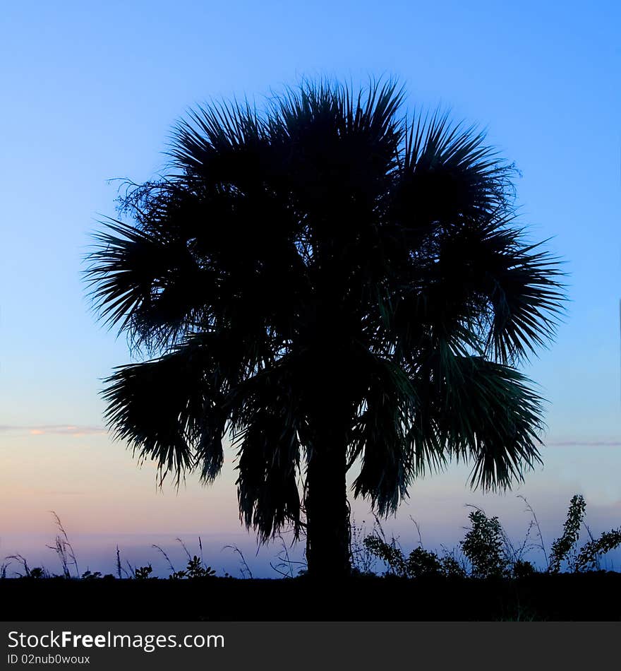 Beautiful vibrant palm tree silhouette at sunset