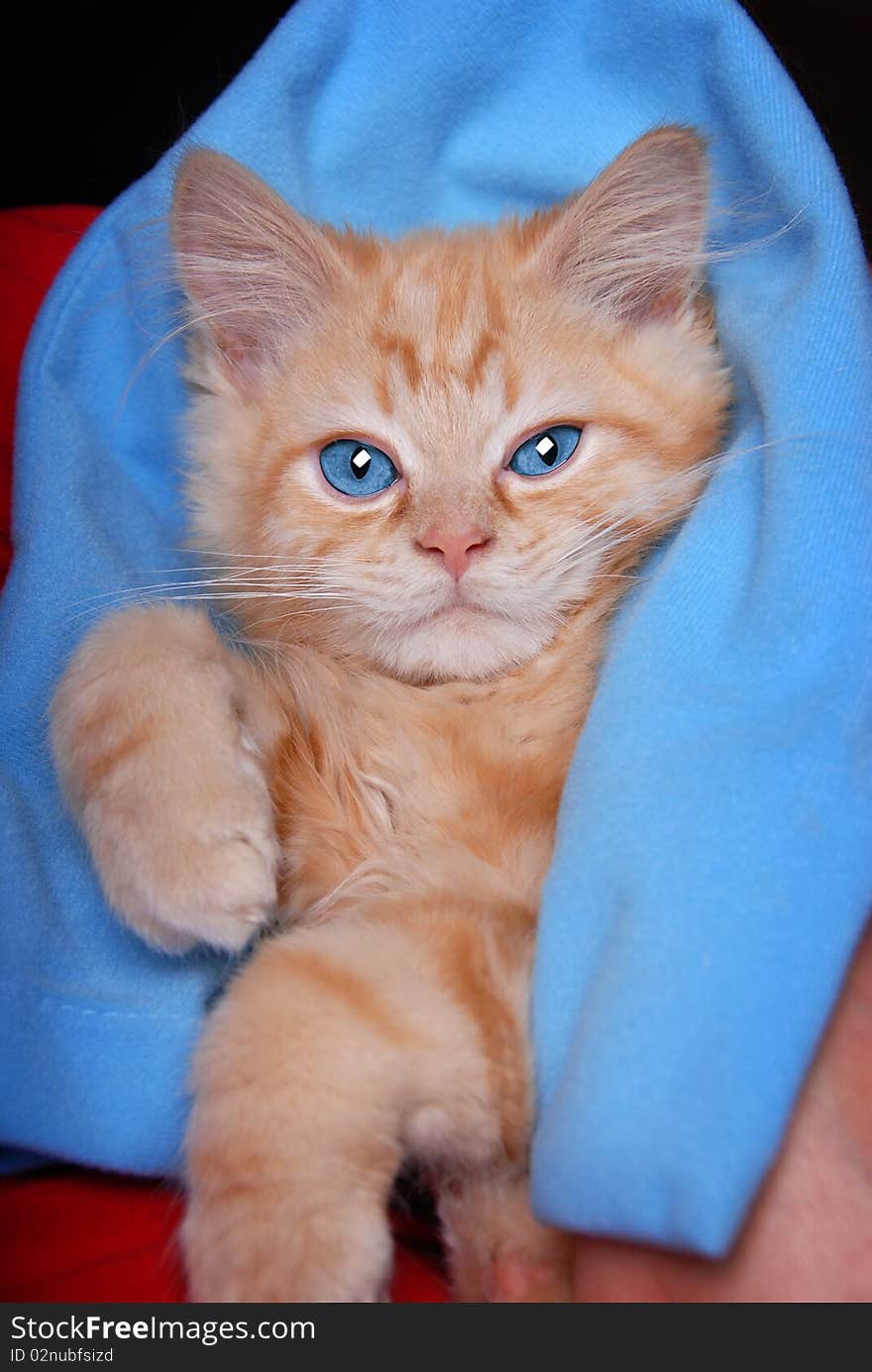 Orange kitten in a blue blanket. Orange kitten in a blue blanket.