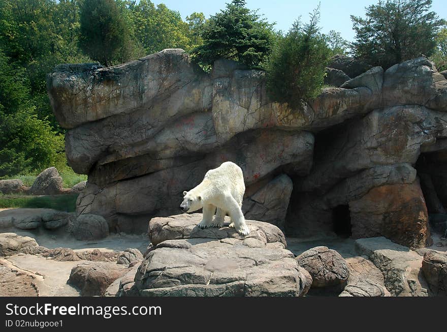 White Polar Bear standing on rocky ledge